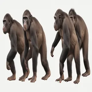 ape png