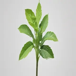 plant transparent background