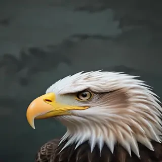 eagle background