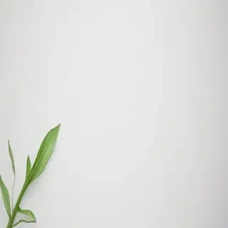 green on white background