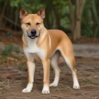 carolina dog breed