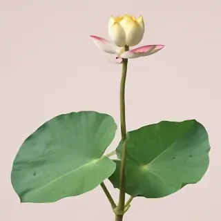 lotus png