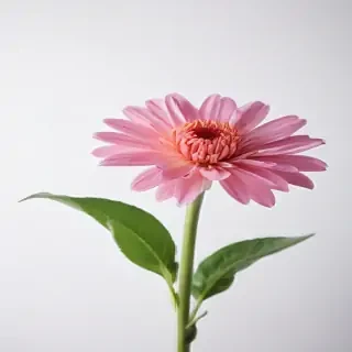 flower on white background