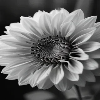 flower images black and white