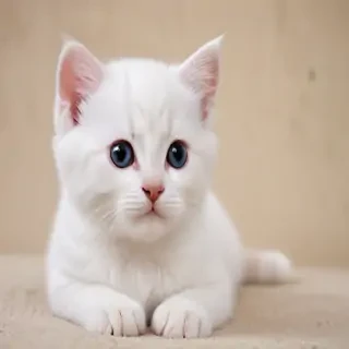 wallpaper kitty cat
