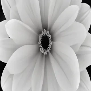 black and white flower