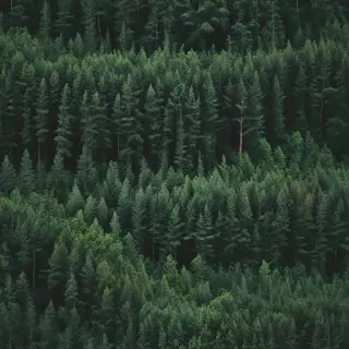 green forest aesthetic