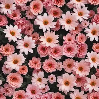 aesthetic flower backgrounds