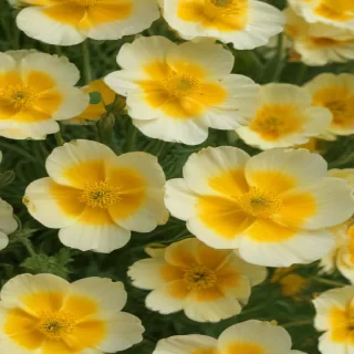 buttercup flower