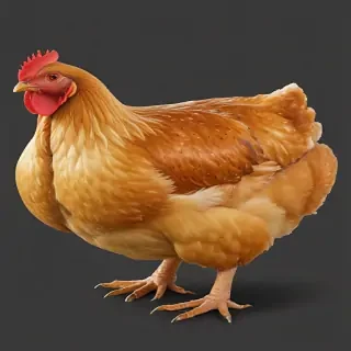 chicken png
