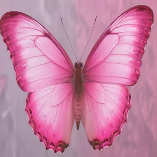 pink butterfly images