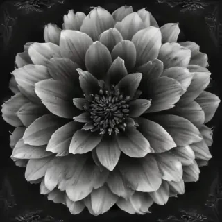 black and white flower png