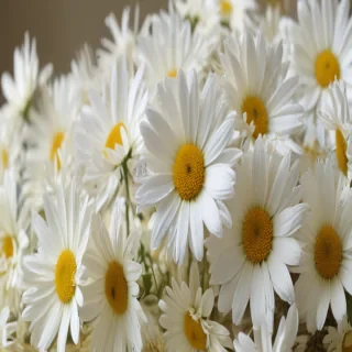 wallpaper daisy flower