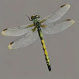dragonfly png