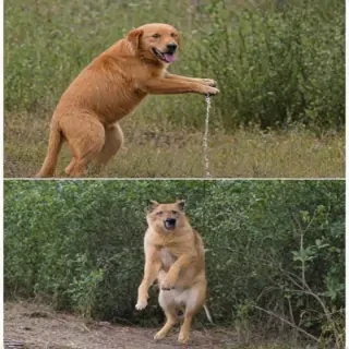 funny pictures