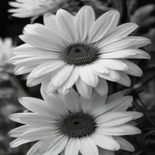 flower images black and white