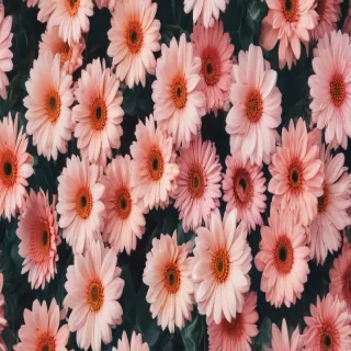 cute aesthetic wallpapers flowers