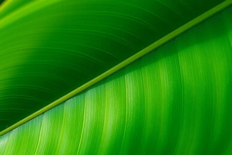 create a high-resolution image of a glossy green leaf with a smooth gradient, top-down view, using a DSLR camera at f/8 aperture, ISO 100, 50mm lens, natural lighting for enhanced clarity and detail