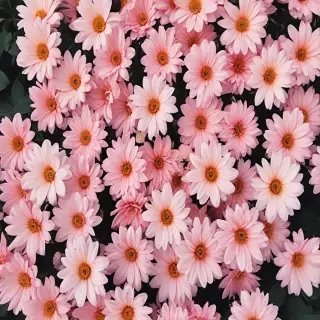 cute flower wallpaper aesthetic