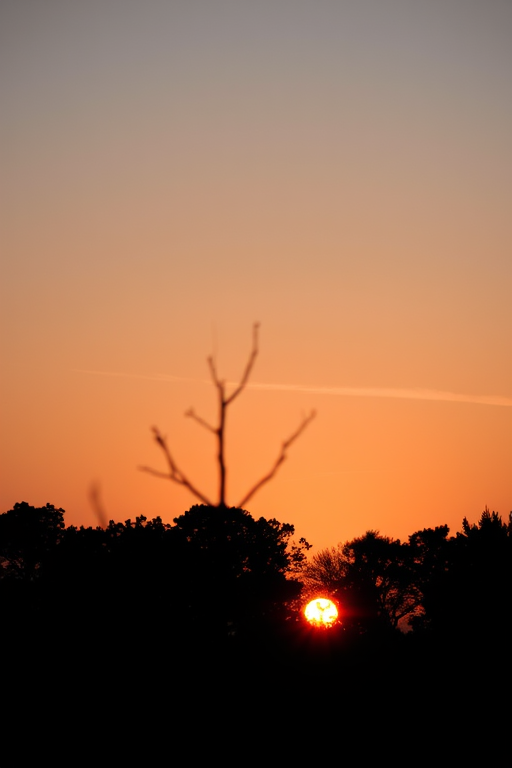 Create a minimalist landscape of a sunset behind dark silhouettes of trees, using a DSLR camera with a 50mm lens at f/2.8 aperture, ISO 100, and a focal length of 50mm, shot at a low angle to enhance the foreground and create a dramatic contrast against a soft gradient sky.