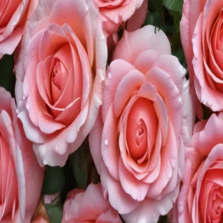 rose wallpaper background