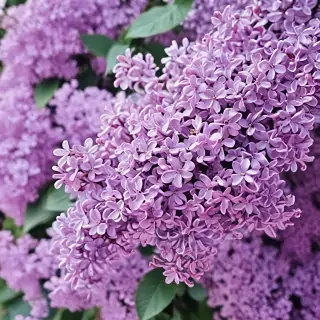 lilac iphone wallpaper