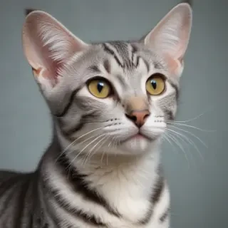 egyptian mau breed