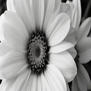 flower images black and white