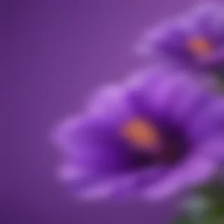 cute purple wallpaper for iphone