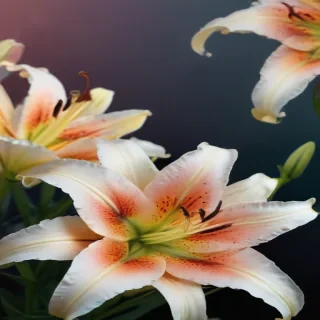 lily background