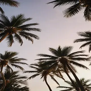 palm tree background