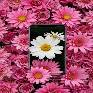 flower phone wallpaper