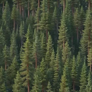 pine trees transparent background