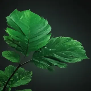 green aesthetic png
