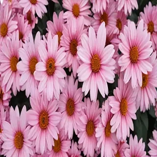 aesthetic flower pictures