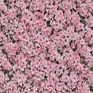 spring wallpaper aesthetic