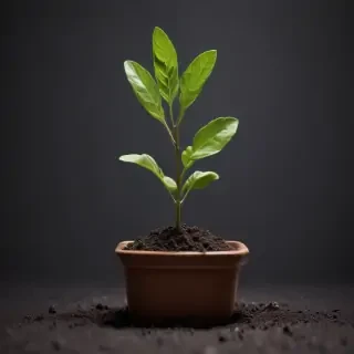 seedling png
