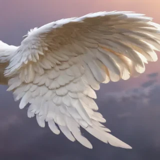 angel wing pictures