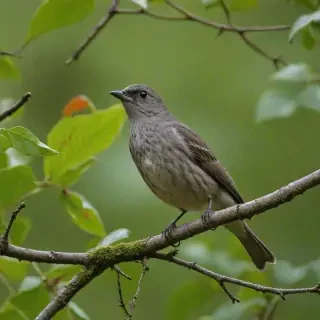 bird sounds