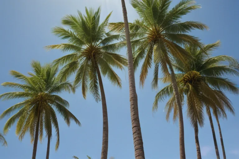 palm trees transparent