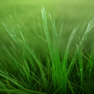 grass transparent