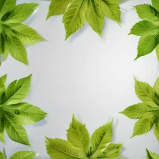 leaf transparent background