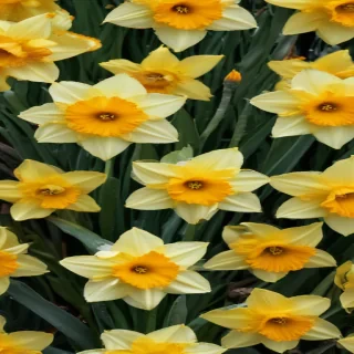 daffodil flower