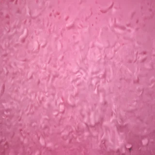 cool pink background