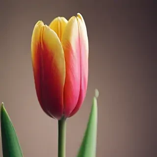 tulip iphone wallpaper