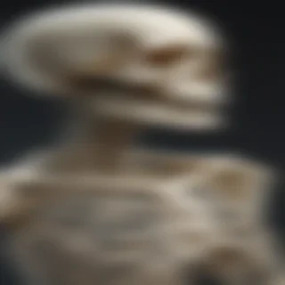 skeleton transparent