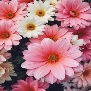 wallpaper iphone flowers