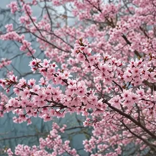 spring phone wallpaper