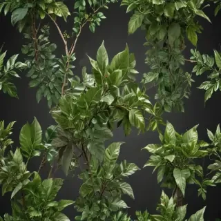 plant transparent background