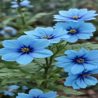 transparent blue flowers